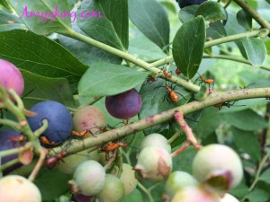 blueberries with ants